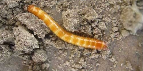 Kako se riješiti glista